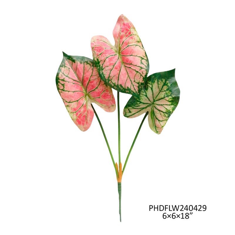 Caladium Watermelon