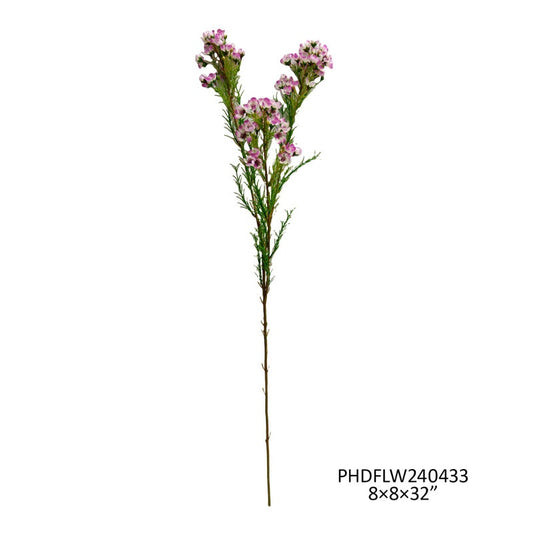 Waxflower White Rose