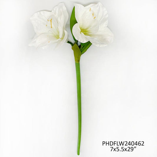 #10 White Garden Amaryllis