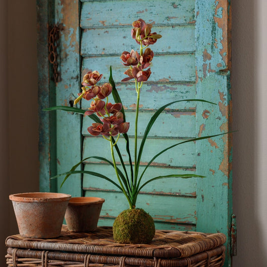 Brown- Green Cymbidium in Moss Ball