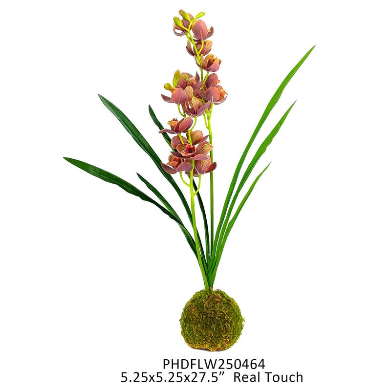 Brown- Green Cymbidium in Moss Ball