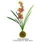 Brown- Green Cymbidium in Moss Ball