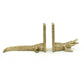 Gold Alligator Bookend Set