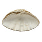 Magnesia Clamshell Decor - Natural Finish