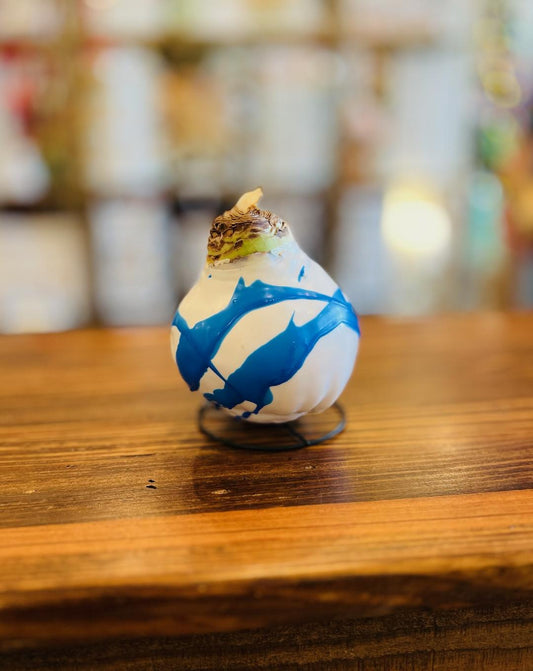 Waxed Amaryllis Bulbs