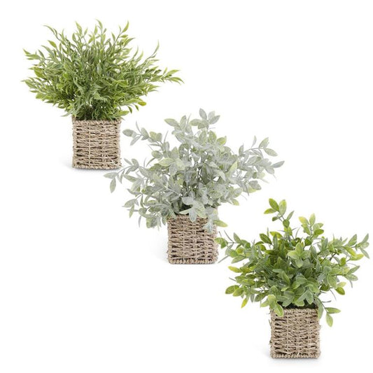 Herbs in Square Woven Basket - (3 Styles)