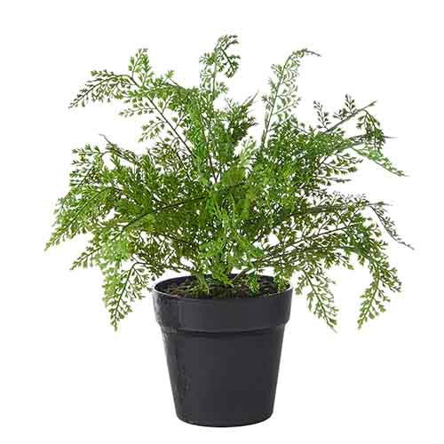 Potted Fern 16"