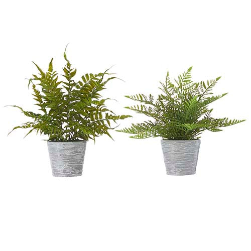 ASSORTED POTTED FERNS