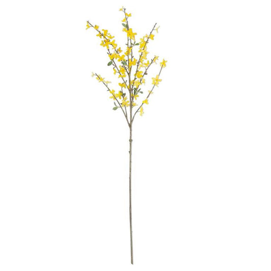 Forsythia Stem