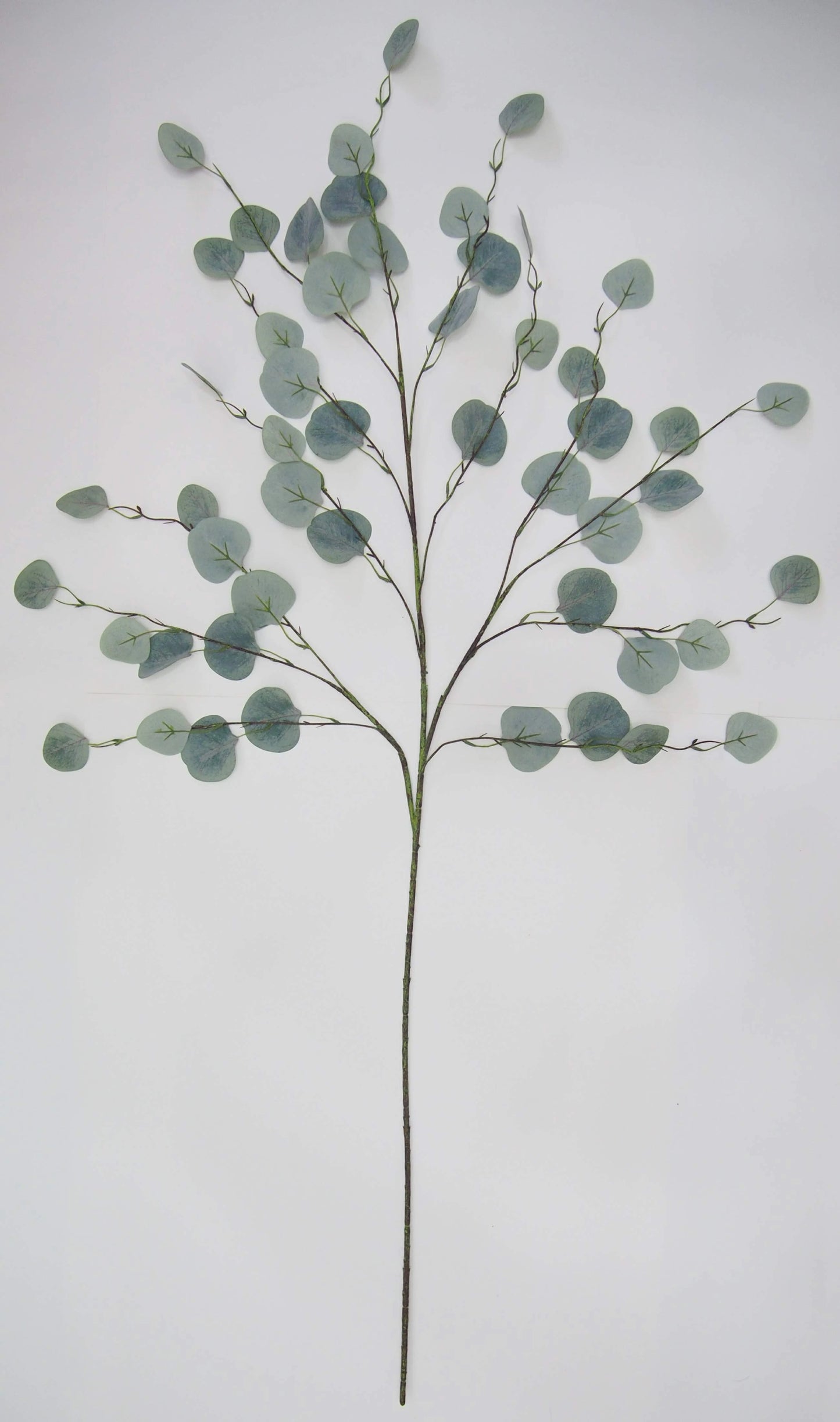 Eucalyptus Stem
