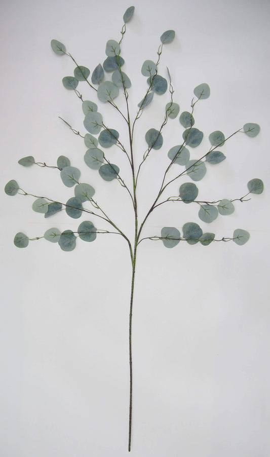 Eucalyptus Stem