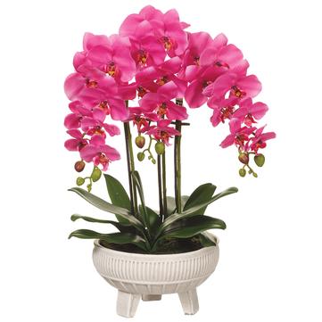 Orchid Plant in Ceramic Pot Orchid 22"