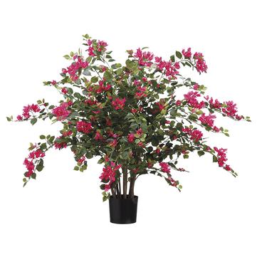 Bougainvillea Plant in Pot