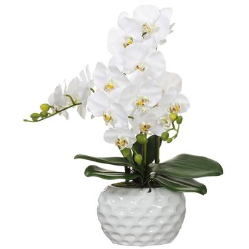 Orchid Plant in Ceramic Pot