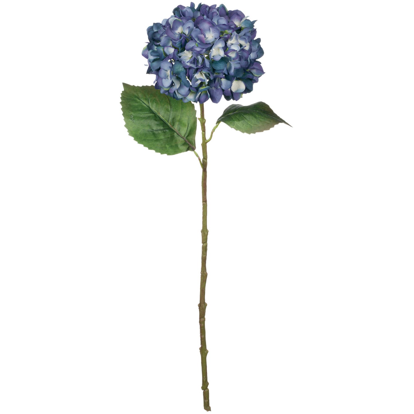 HYDRANGEA STEM