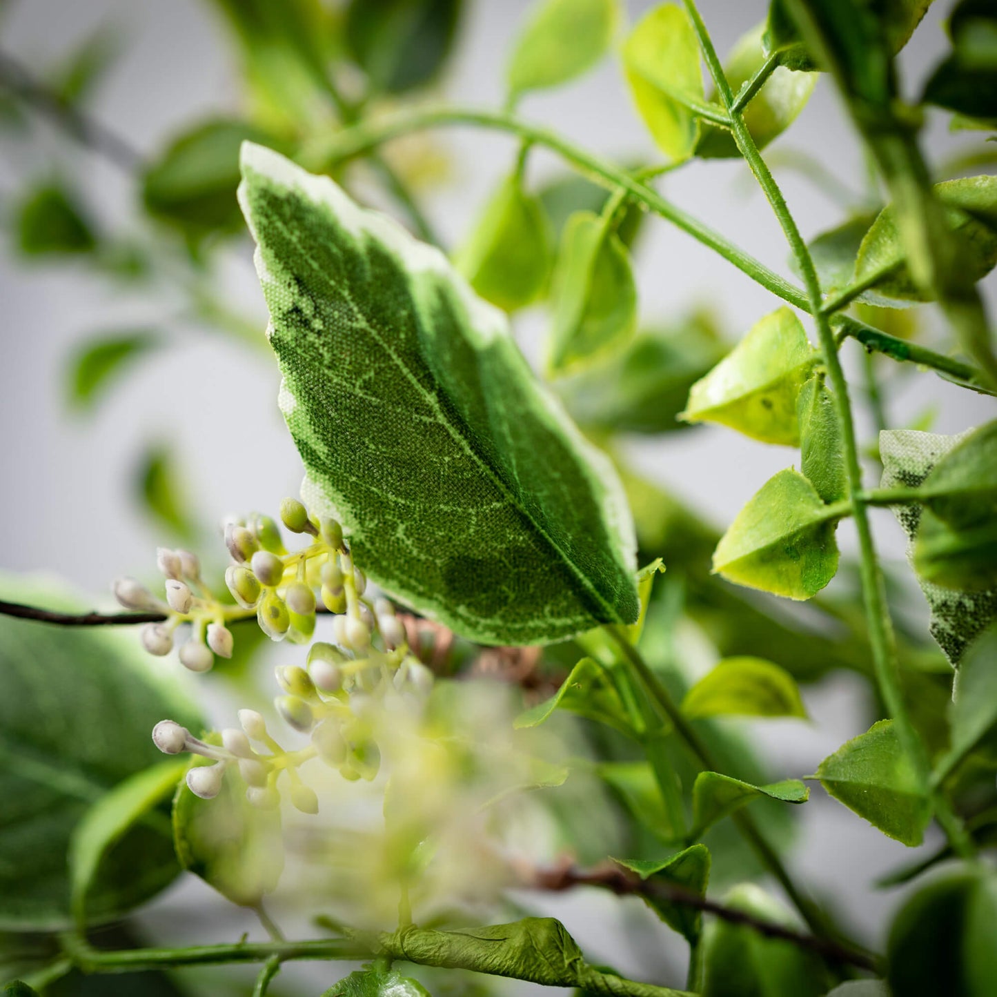 Variegated Foliage Mix Bush